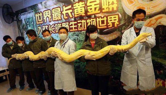 号称“世上最长”的黄金蟒现身广州，身长近6米体重40.5公斤