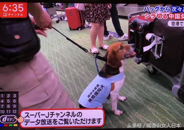 日本机场派出小狗加大对入境行李的检查，中国同胞要注意了