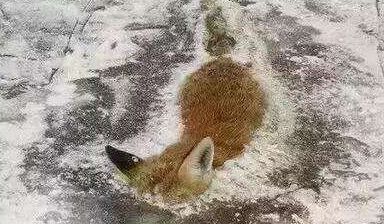 冬天男子在河面散步，看到河面有一只狐狸被冻住了