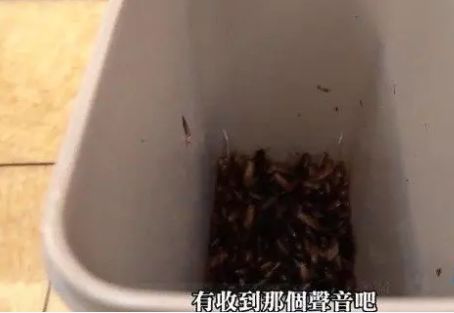 男子作死买来1万只蟑螂，并让它爬到身上，网友评论炸了