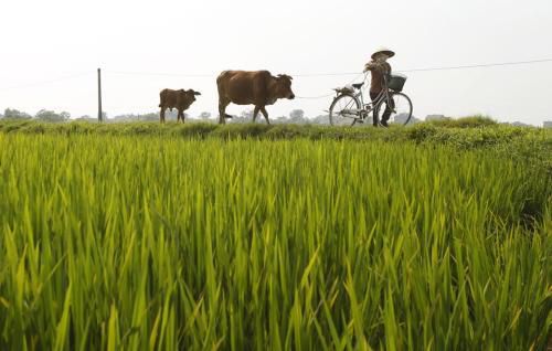 越南人口9300万，国土只有中国的三十分之一，为何还有大米出口？