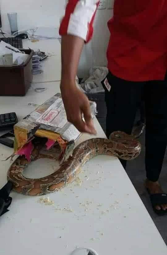 快递公司收到一包裹，发现包裹里窜出一条大蟒蛇，吓坏工作人员！