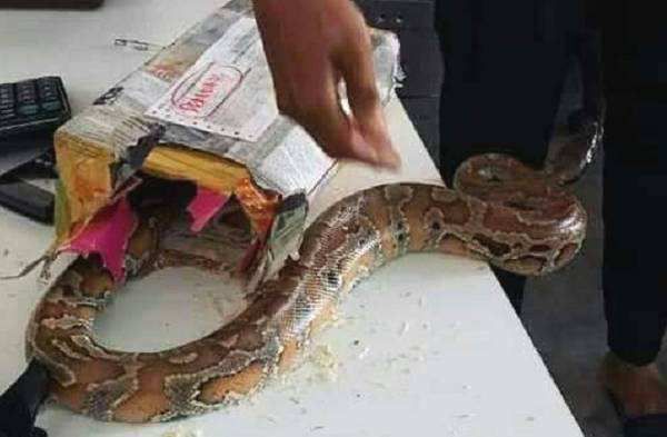 快递公司收到一包裹，发现包裹里窜出一条大蟒蛇，吓坏工作人员！