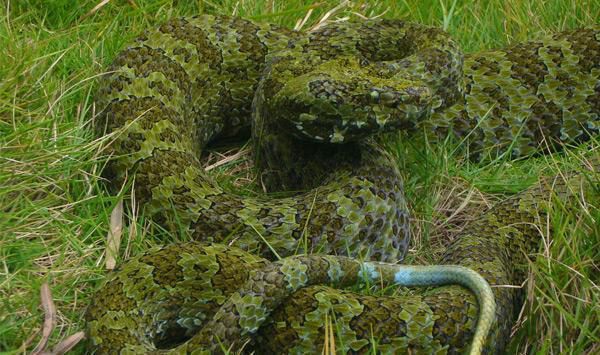 体型最大的毒蛇被发现，全身褐色，遇到它勿打只能跑