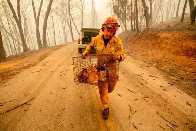 74人死1000人失踪，旧金山变寂静岭，加州大火是天灾还是人祸？