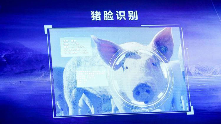 京东金融大转向，第一件事是养猪