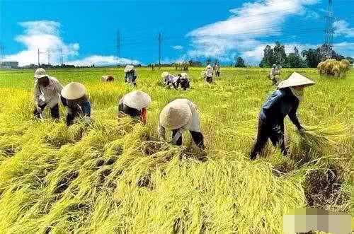 越南面积只有中国的三十分之一，为何每年还有大量的大米出口？