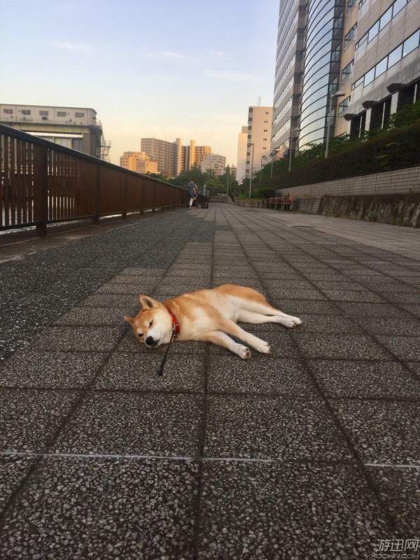 出门遛弯都“装死”不爱动！日本最懒柴犬走红网络