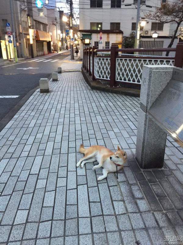 出门遛弯都“装死”不爱动！日本最懒柴犬走红网络