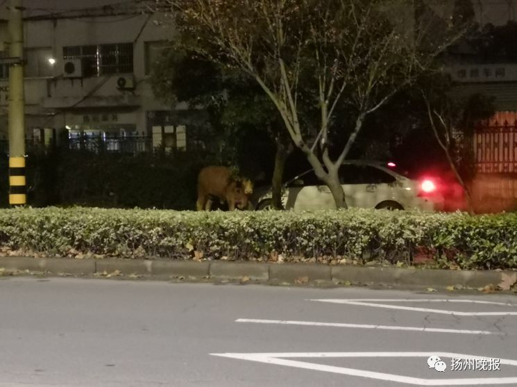 凌晨，扬州民警街头击毙一黄牛！十分狂躁，跟疯了一样……