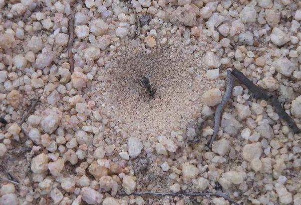 农村沙地最常见“漏斗洞”，里面住的昆虫，你不一定知道它的名字