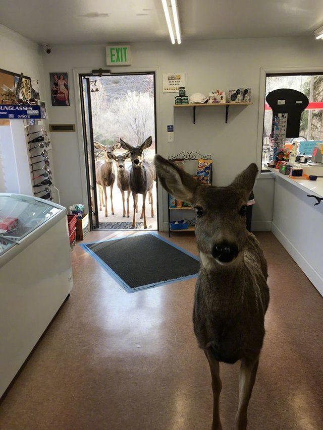 一只小鹿闯进一家商店，被店主赶出去后，竟带了一帮兄弟强势回归