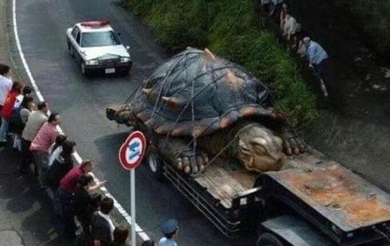 日本山中惊现大乌龟，看到乌龟的表情，网友纷纷质疑