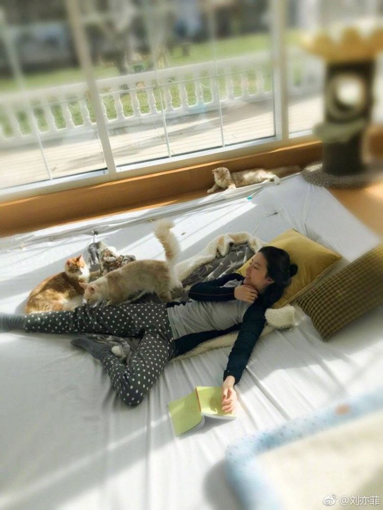 刘亦菲晒最新照片，爱猫环绕舒适惬意，却被喷不修边幅颜值跌底？
