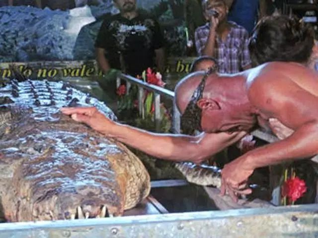 男子救治一条奄奄一息的鳄鱼，20年后将其放生，隔天沿味寻男子