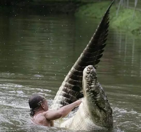 男子救治一条奄奄一息的鳄鱼，20年后将其放生，隔天沿味寻男子