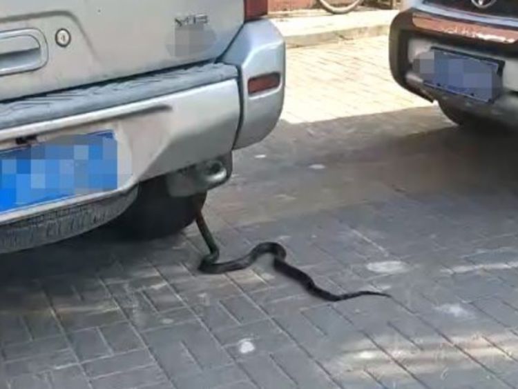 蛇用自己的身体，挡住汽车的去路，接下来的画面看傻路人！
