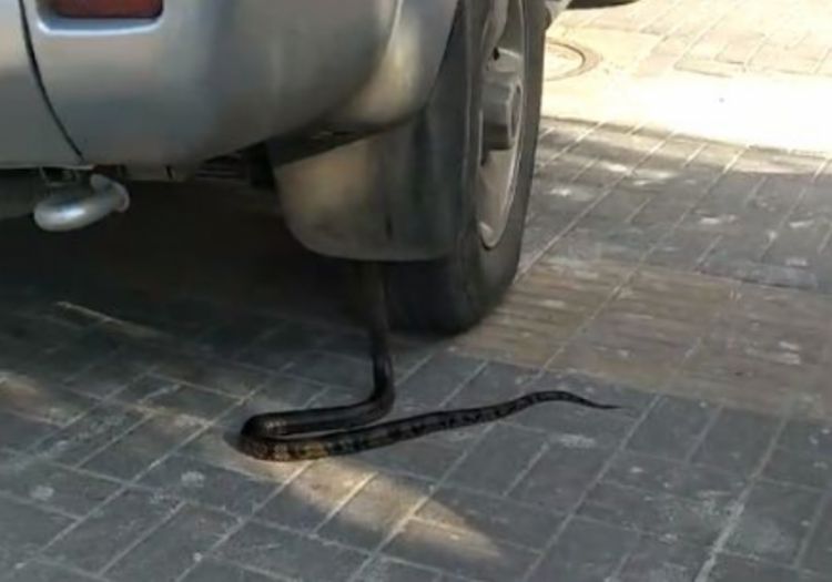 蛇用自己的身体，挡住汽车的去路，接下来的画面看傻路人！