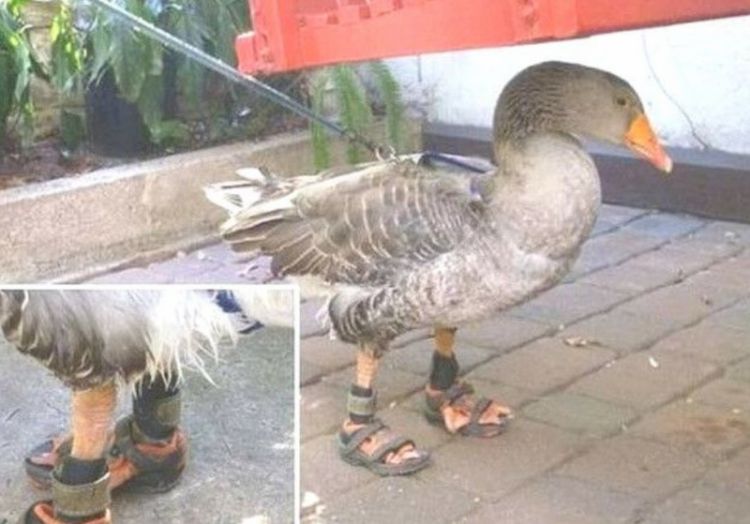 5岁的女孩害怕鸭子冷，为它穿上一双鞋，意外却发生！