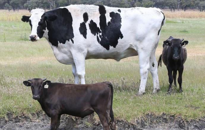 这头牛身高194厘米，体重达1400公斤，因体型巨大免遭杀害！