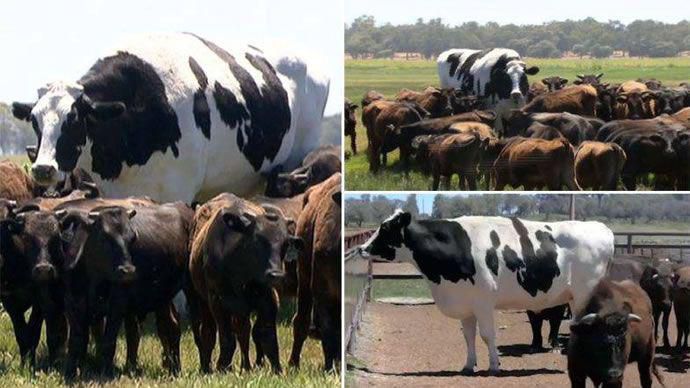 这头牛身高194厘米，体重达1400公斤，因体型巨大免遭杀害！
