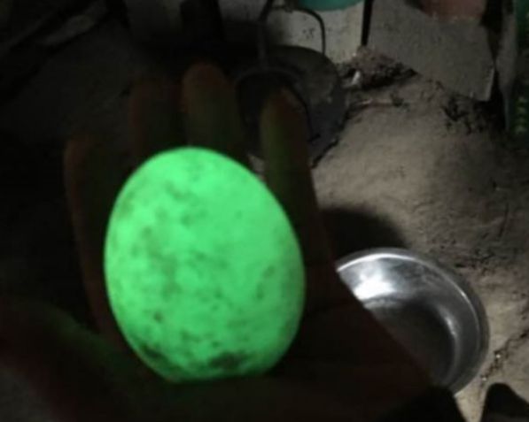 农村老大爷雪天山上砍柴，捡到一“鸭蛋”，回家后蛋却发出绿光