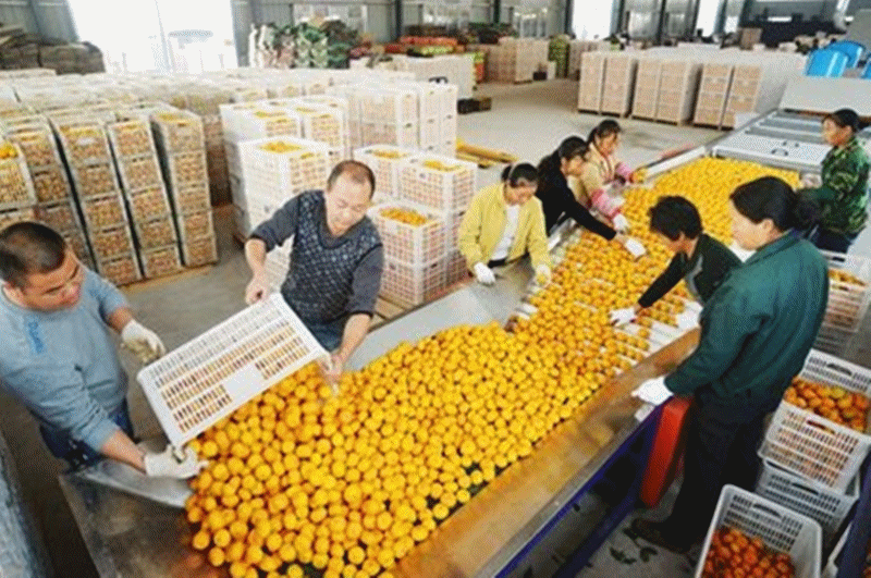 柑橘又现滞销？0.25元每公斤没人要？但是在北方橘子为何又那么贵？