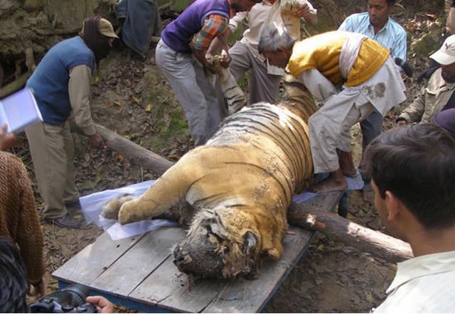 老虎遭毒蛇咬伤，满脸发黑的死去，接下来发生的事情更痛心