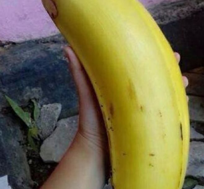 外国这一村庄的香蕉很奇特，吃一个就撑了，问其原因更让人想不通