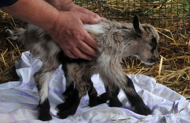 农场现一只奇异山羊，不仅长了8条腿，还拥有两套生殖器