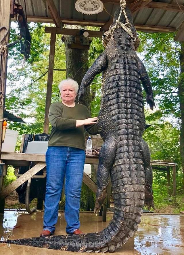 73岁老妇为爱驹报仇，一枪解决4米长巨鳄！