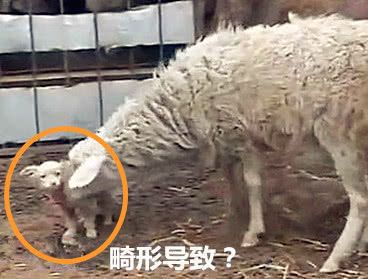 男子帮绵羊生产，却生下一只“小狗崽”，看到后不忍直视
