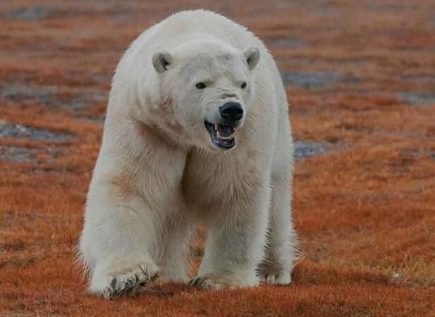 俄罗斯最鸡肋的领土，最后一位岛民被北极熊咬死，美强烈要求收回