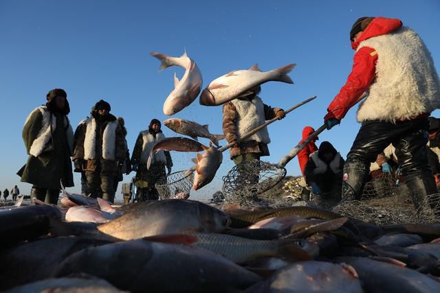 查干湖头鱼拍出百万天价！昨天，杭州人已经尝到了千里之外的鱼鲜