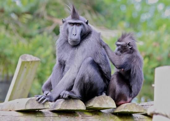 猴子与猩猩能进化成人类这样的高等智慧生物吗？生命的神奇超想象