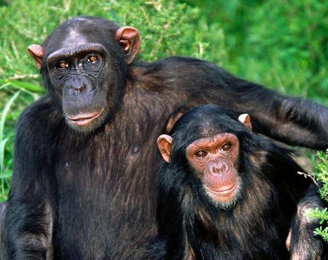 猩猩和狒狒的图片对比图片