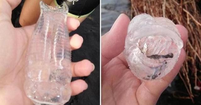 10厘米塑料瓶变“生物”！菲律宾发现透明物种，看像“外星人”