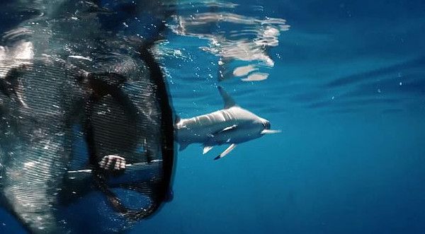 印尼大胆潜水员为救鲨鱼从鲨鱼嘴中取下鱼钩