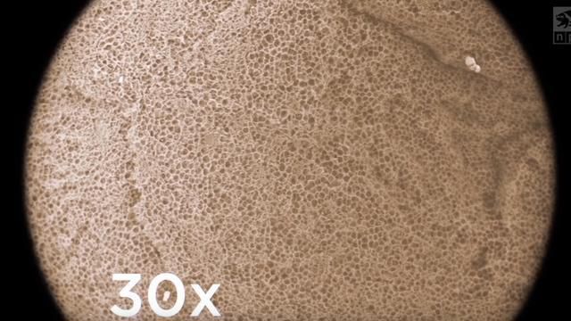 世界上最古老的零食之一，在显微镜下全是泡泡！