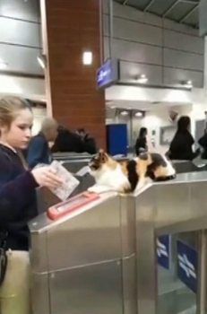 以色列车站“淡定猫”走红网络
