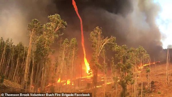 难以置信！澳大利亚丛林大火中窜出冲天火旋风