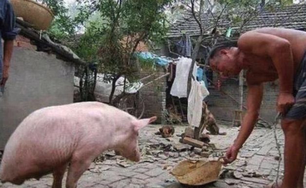 农村老汉养了一只天生残疾猪，现在行动自如，现实版猪坚强