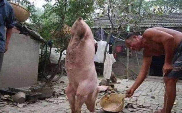 农村老汉养了一只天生残疾猪，现在行动自如，现实版猪坚强
