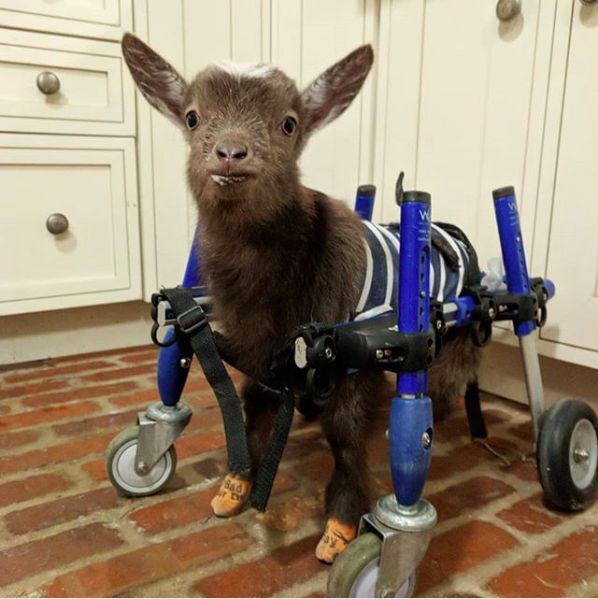 神奇轮椅，助残疾鸭子、山羊、金鱼获得重生