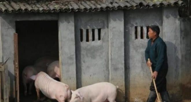 村民每天强迫自家的猪跳水，一年之后，他的猪肉大家抢着买