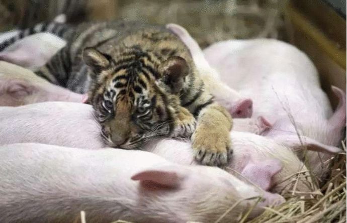 小老虎从小被母猪喂大，长大后，对待母猪的方式让人意外