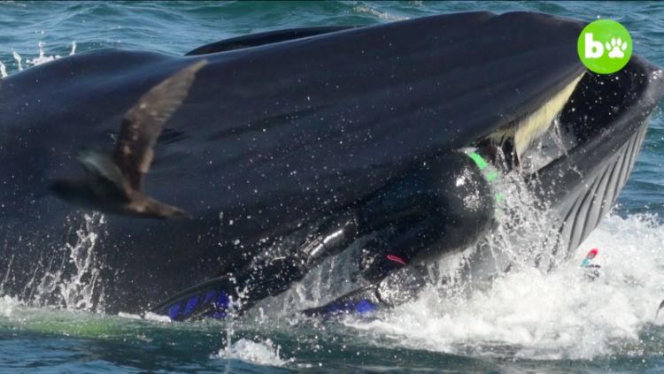 鲸口逃生：在鲸鱼体内游了一回，南非男子奇迹般活了下来