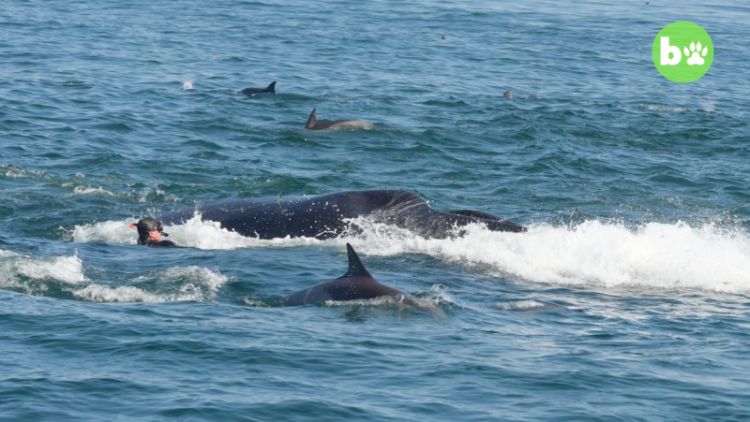 鲸口逃生：在鲸鱼体内游了一回，南非男子奇迹般活了下来