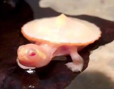 一只心脏外露的小海龟，整颗心脏都长在保护层的外面