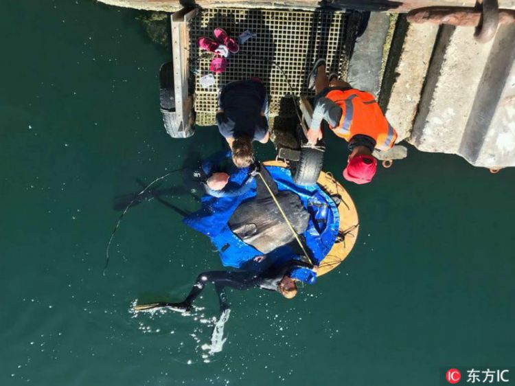 巨大翻车鱼被困干船坞救援人员出动起重机营救